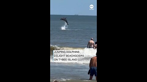 SOME FIN SPECIAL: Dolphins delight beachgoers with a playful display close to the shore on Tybee