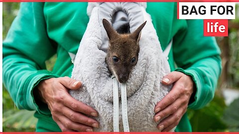 Baby wallaby being hand-reared in a rucksack