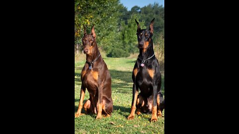 Teaching dogs to guard people and objects