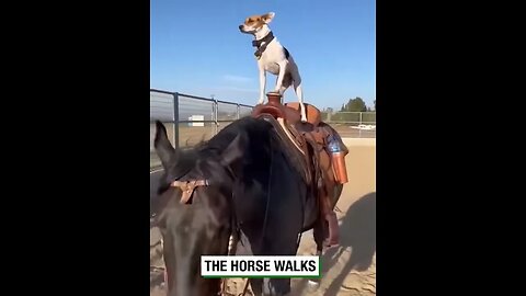 Dog Rides Horse Friend #viralclips #funny #caughtoncamera #viralvideos #comedy #opencamera