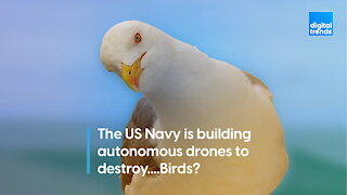 The US Navy is building autonomous drones to destroy....Birds?