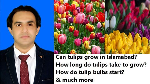 Tulip Cultivation : A Guide to Growing, Blooming, and Multiplying Tulips