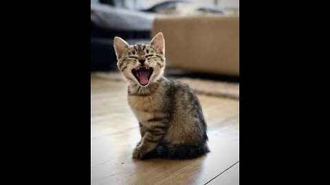 cute and funny cat videos