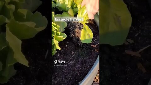 Harvesting Raised Bed Gardening