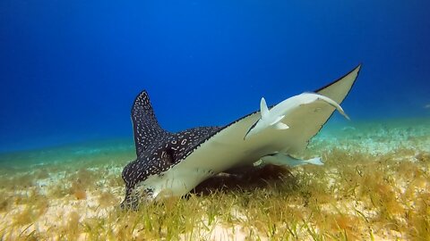 Spotted Eagle Ray Cozumel