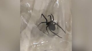 Venomous black widow spiders in Canada? It's more common than you'd think