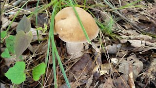 Idea how to cook and eat bolete mushroom.