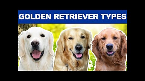 dog - the power of the dog - dog breeds