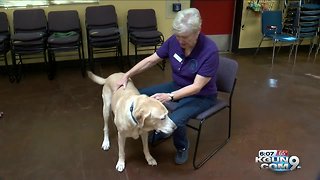 Tucson nonprofit helps train service dogs for those with disabilities