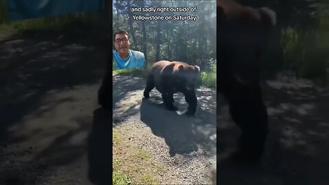 Grizzly bear kills woman near yellowstone