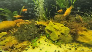 The most relaxing 3 minutes you will have today. A complete ecosystem. Watch and be at PEACE.....