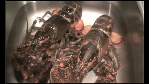 Unintentional ASMR Lobster Boil 1 Hour (Light Talking)