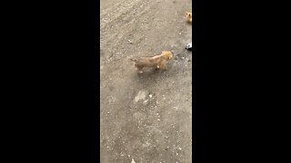 Doggy tries to intervene cats’ wrestle.
