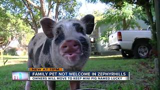 Homeowners urge city leaders to allow mini pigs in Zephyrhills