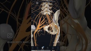 What is Sciatica Nerve