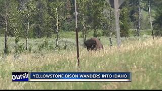 Yellowstone bison wanders into Idaho