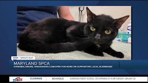 Blacksmith the cat is looking for a new home at the Maryland SPCA