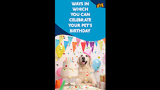 Top 4 Ways To Celebrate Your Pets Birthday