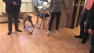 Domesticated Cougar Plays Football In The Living Room With His Owners