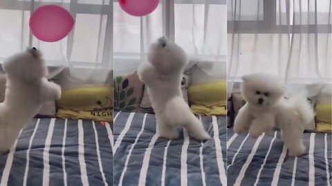 Cute Little Puppy playing with Balloon - Looks adorable 😍
