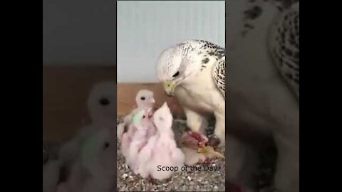 Mommy Falcon feeding her babies