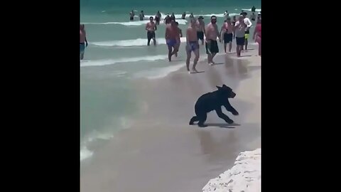Video shows beachgoers amazed to see a black bear swimming alongside them in Destin...