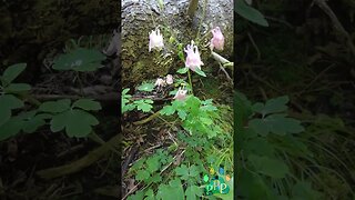 Pink Columbines in the forest.