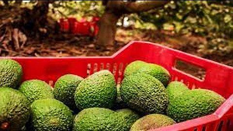 Avocado Harvesting and Processing in Factory - Avocado Farm and Harvest