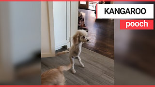 Poodle hops around like a KANGAROO after losing its two front legs