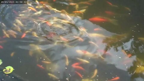 Feeding koi fish: a how-to guide by Louis Rossmann, featuring his koi fish pond
