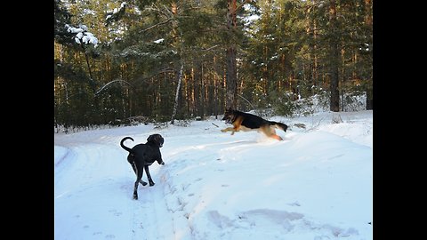 Winter fun dogs