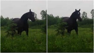 Incredibile! Cavallo danza al ritmo di musica