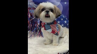 HAPPY 4TH OF JULY From Rosie The Shihtzu