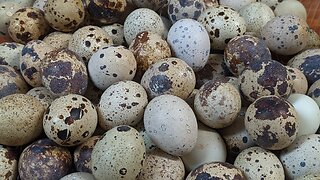 How To Open Quail Eggs