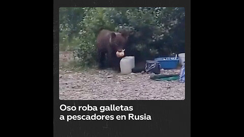 Un oso roba galletas a pescadores en la región rusa de Kémerovo