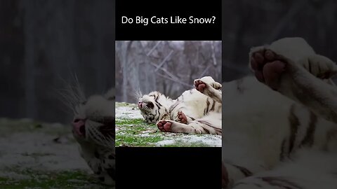 Do Tigers Like The Snow?