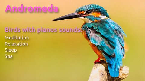 Listening to bird sounds with pianos