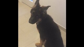 German Shepherd puppy greeting owner