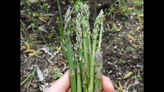 Best Tips Growing Asparagus (That I've Learned!)
