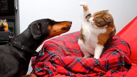 🐶🐱 Weird And Funny Behaviour Of Cat And Dog Videos - Try Not To Laugh