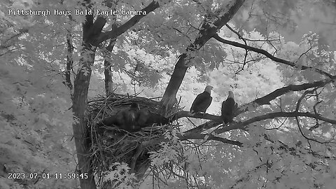 Hays Eagles Mom w/huge fish, dad follows then H20 in to claim, full nest mantle! 07-01-2023 11:58am