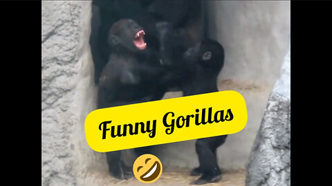 Laugh a Lot With The Funny Moments Of Monkeys 🐵 Funniest Animals Video