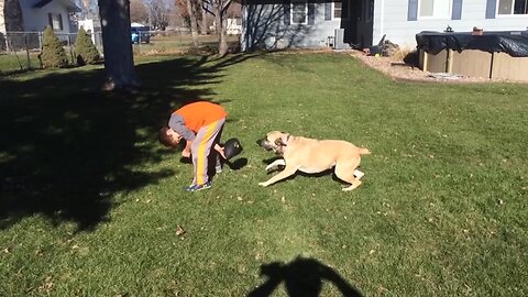 Dogs Love Football