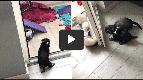 Yorkie puppy gets super excited to see ferret friends