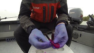 "How-To" | Rig Flasher & Prawn Spinner for Spring or Fall Chinook Salmon