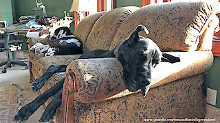 Lazy Great Danes Enjoy A Sofa Snooze