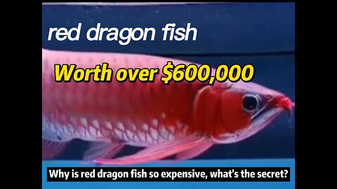 What's the secret of the expensive red arowana?