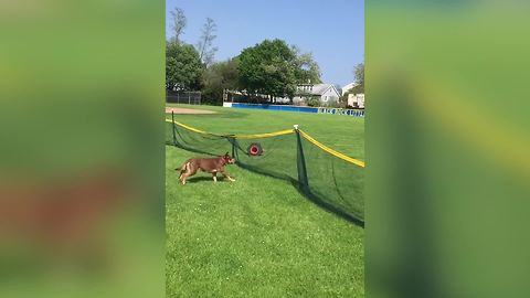 A Dog Runs Into A Mesh Fence When It Tries To Jump Over