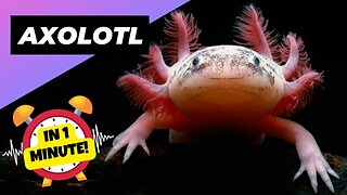 Axolotl - In 1 Minute! 🦄 One Of The Cutest And Exotic Animals In The World | 1 Minute Videos