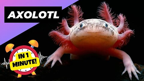 Axolotl - In 1 Minute! 🦄 One Of The Cutest And Exotic Animals In The World | 1 Minute Videos